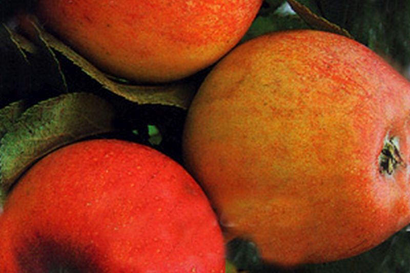 Apfel 'Alkmene' mittel - Malus 'Alkmene' CAC