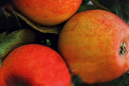 Apfel 'Alkmene' mittel - Malus 'Alkmene' CAC