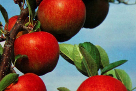 Apfel 'Braeburn' mittel - Malus 'Braeburn' CAC