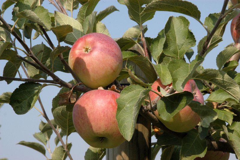 Apfel 'Cox Orange Renette' mittel - Malus 'Cox Orange Renette' CAC