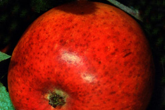 Apfel 'Cox Orange Renette' mittel - Malus 'Cox Orange Renette' CAC