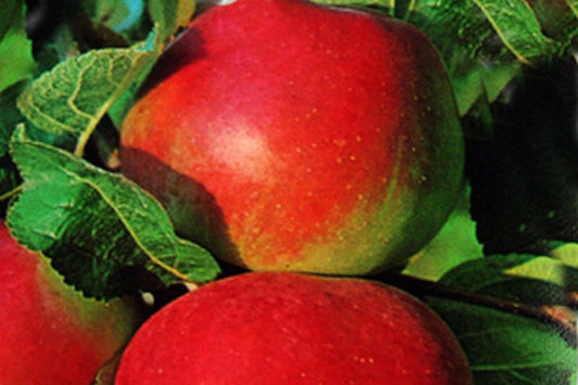 Apfel 'Elstar' mittel - Malus 'Elstar' CAC