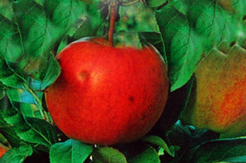Apfel 'Gala' mittel - Malus 'Gala' CAC