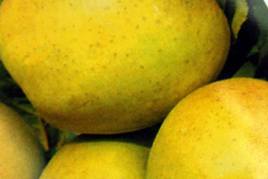 Apfel 'Golden Delicious' mittel - Malus 'Golden Delicious' CAC