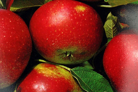 Apfel 'Ingrid Marie' mittel - Malus 'Ingrid Marie' CAC