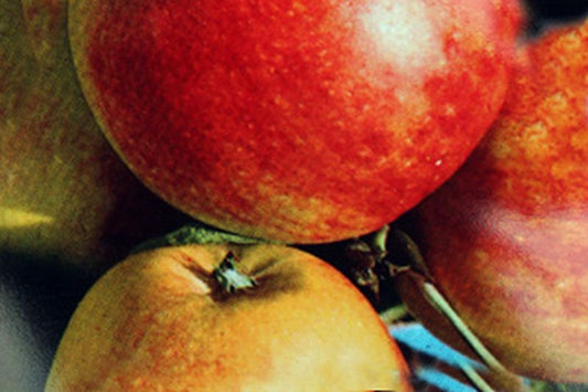 Apfel 'James Grieve' mittel - Malus 'James Grieve' CAC