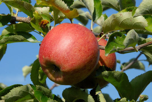 Apfel 'Jonagored' -S- mittel - Malus 'Jonagored' -S- CAC