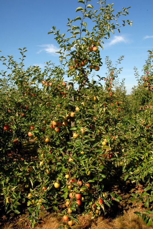 Apfel 'Jonica' ® mittel - Malus 'Jonica' ® CAC