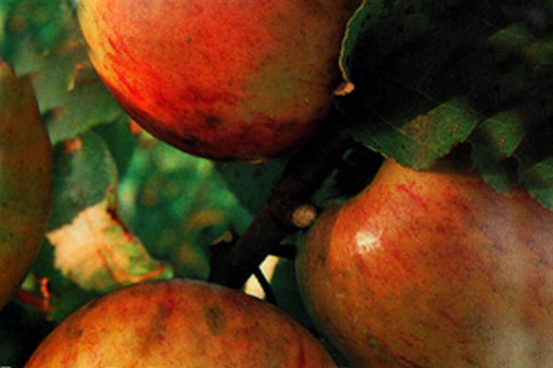 Apfel 'Landsberger Renette' mittel - Malus 'Landsberger Renette' CAC