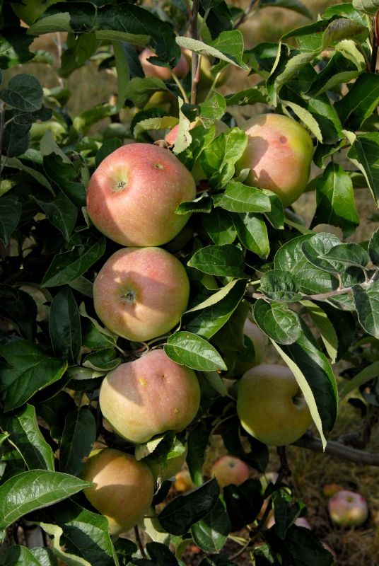 Apfel 'Ontario' spät - Malus 'Ontario' CAC