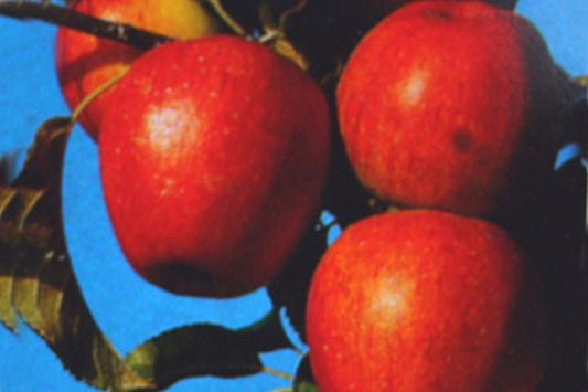 Apfel 'Pinova' -S- mittel - Malus 'Pinova' -S- CAC