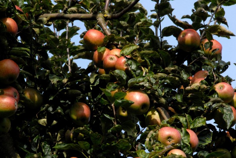 Apfel 'Rheinischer Bohnapfel' spät - Malus 'Rheinischer Bohnapfel' CAC