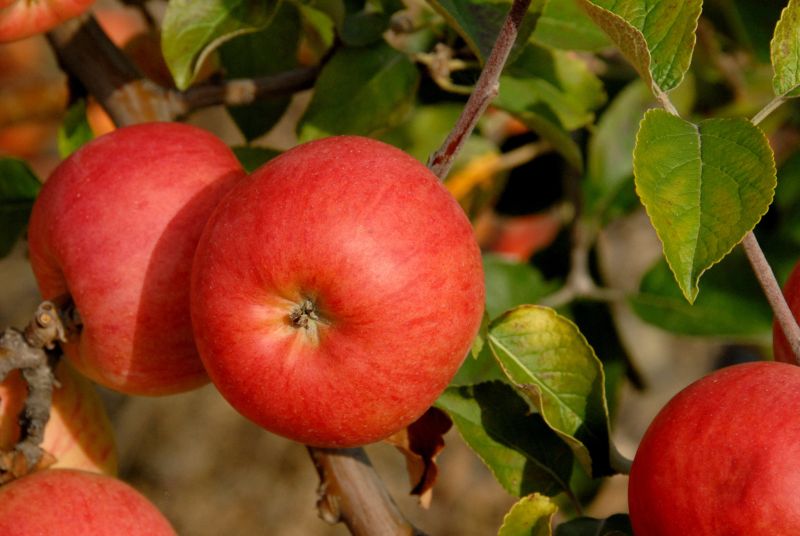 Apfel 'Roter Berlepsch' mittel - Malus 'Roter Berlepsch' CAC