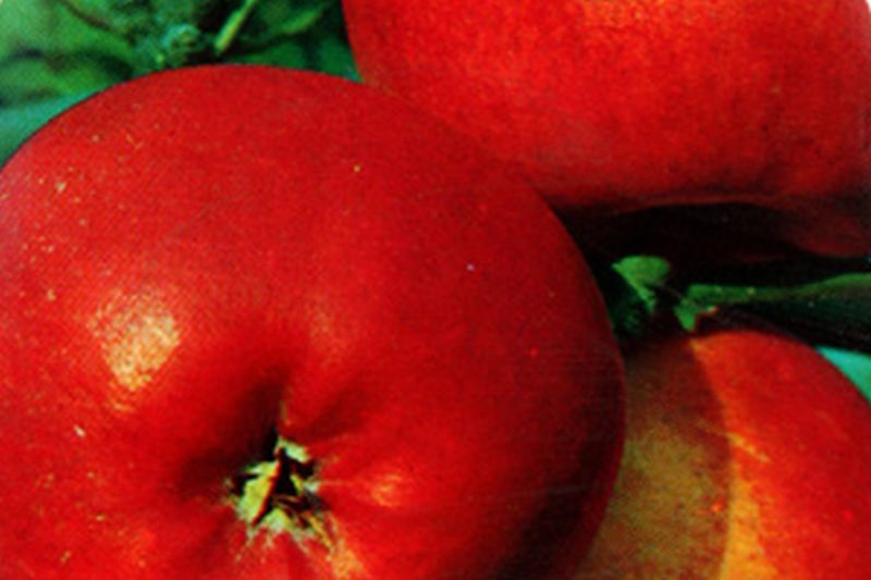 Apfel 'Roter Berlepsch' mittel - Malus 'Roter Berlepsch' CAC