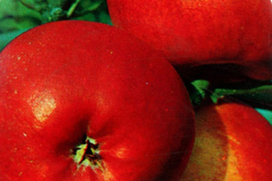 Apfel 'Roter Berlepsch' mittel - Malus 'Roter Berlepsch' CAC