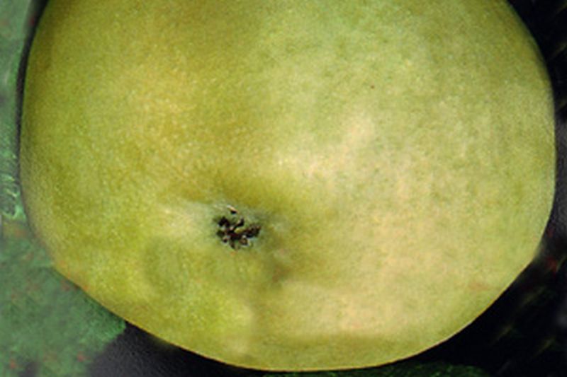 Apfel 'Weißer Klarapfel' früh - Malus 'Weißer Klarapfel' CAC