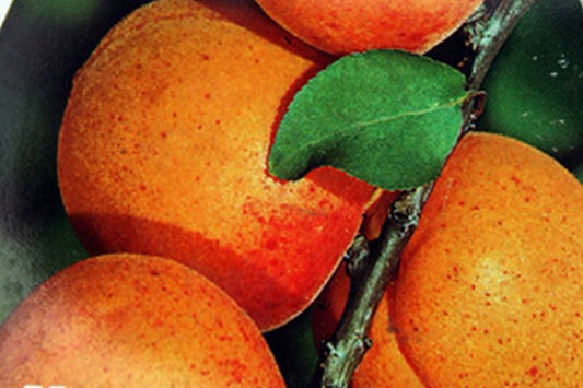 Aprikose 'Nancyaprikose' - Prunus armeniaca 'Nancyaprikose' CAC