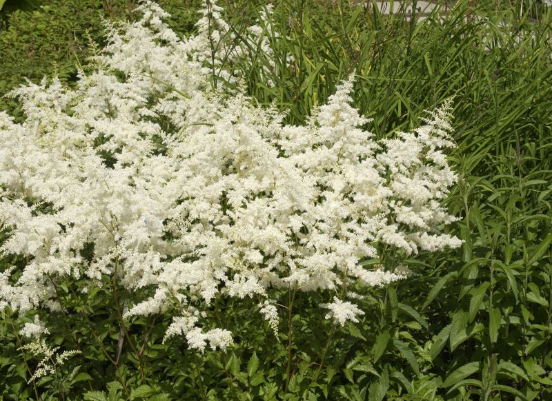 Arends Garten-Prachtspiere Brautschleier - Astilbe x arendsii 'Brautschleier'