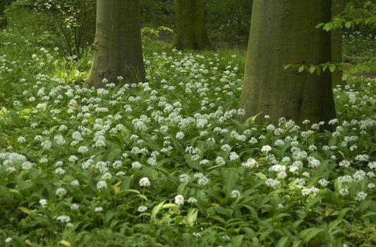 Bär-Lauch - Allium ursinum