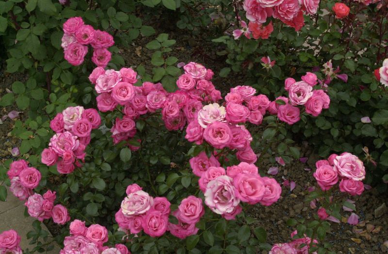 Beetrose 'Bella Rosa' ® - Rosa 'Bella Rosa' ® BT