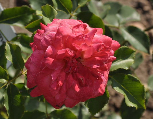 Beetrose 'Midsummer' ® - Rosa 'Midsummer' ® BT