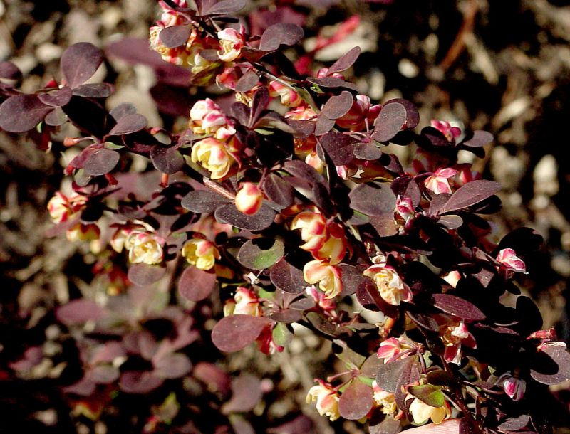Berberitze 'Harlequin' - Berberis thunbergii 'Harlequin'