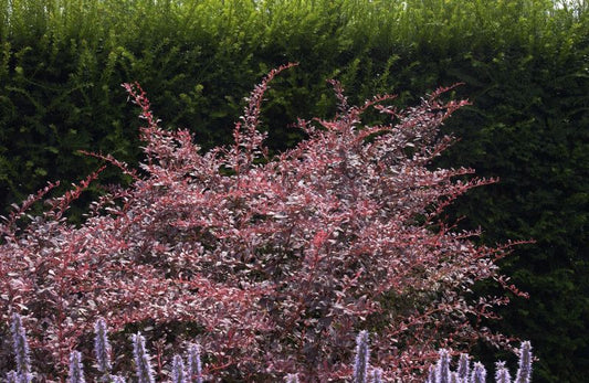 Berberitze 'Rose Glow' - Berberis thunbergii 'Rose Glow'