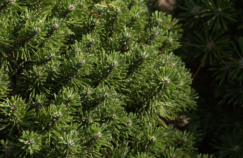 Berg-Kiefer 'Benjamin' - Pinus mugo 'Benjamin'