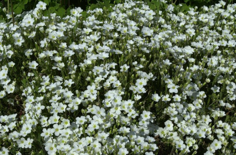 Berg-Sandkraut - Arenaria montana