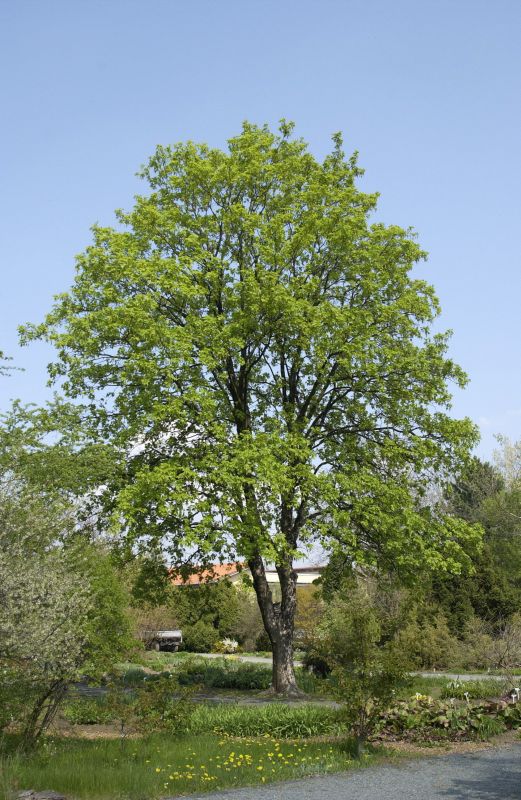 Bergahorn - Acer pseudoplatanus
