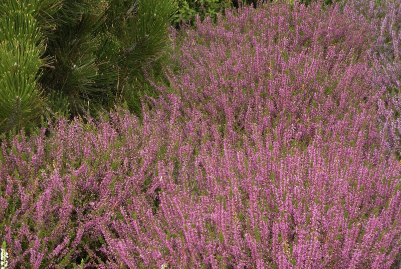 Besenheide 'Marlies' - Calluna vulgaris 'Marlies'