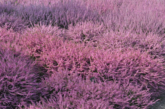 Besenheide 'Red Favorit' - Calluna vulgaris 'Red Favorit'