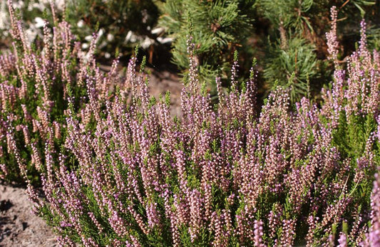 Besenheide 'Spring Torch' - Calluna vulgaris 'Spring Torch'