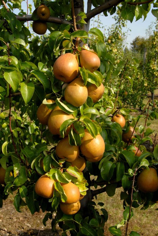 Birne 'Gellerts Butterbirne' mittel - Pyrus communis 'Gellerts Butterbirne' CAC