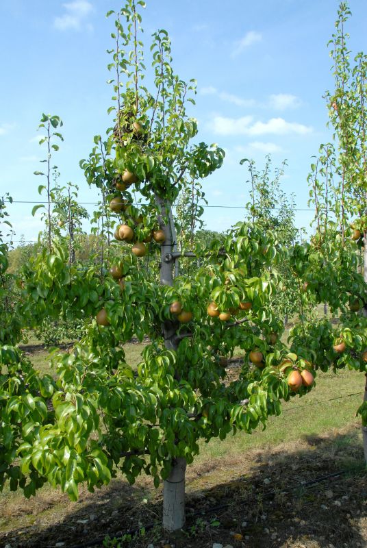 Birne 'Gellerts Butterbirne' mittel - Pyrus communis 'Gellerts Butterbirne' CAC