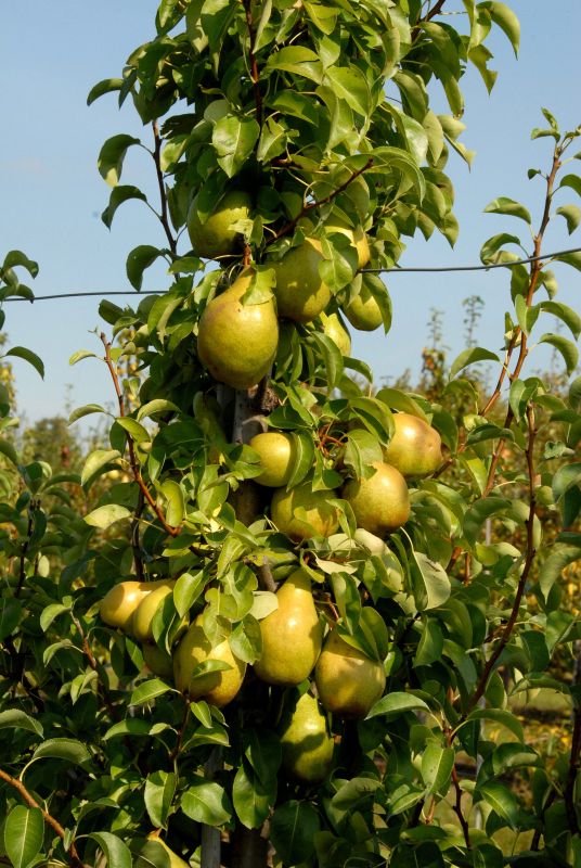 Birne 'Williams Christbirne' - Pyrus communis 'Williams Christbirne' CAC