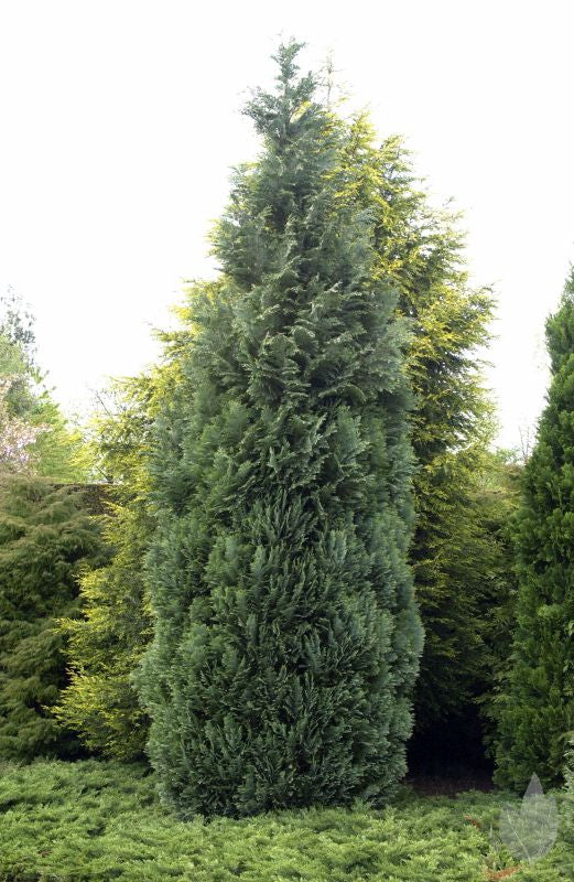 Blaue Säulenzypresse - Chamaecyparis lawsoniana 'Columnaris'