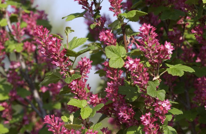 Blut-Zierjohannisbeere 'King Edward VII' - Ribes sanguineum 'King Edward VII'