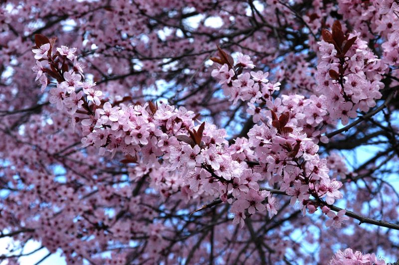 Blutpflaumenbaum / Blutpflaumenstamm - Prunus cerasifera 'Nigra' CAC