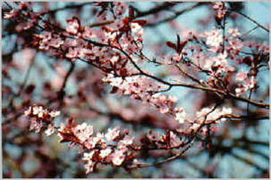 Blutpflaumenbaum / Blutpflaumenstamm - Prunus cerasifera 'Nigra' CAC