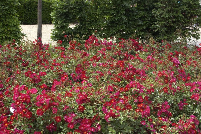 Bodendeckende Rose 'Alcantara' ® - Rosa 'Alcantara' ® BDR
