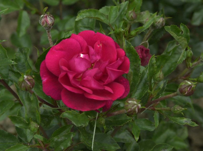 Bodendeckende Rose 'Heidekind' ® - Rosa 'Heidekind' ® BDR