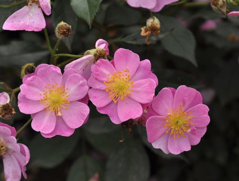 Bodendeckende Rose 'Lavender Dream' ® Rosa 'Lavender Dream' ® BDR