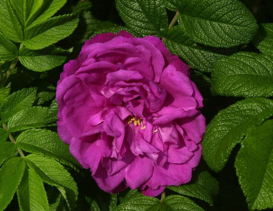 Bodendeckende Rose 'Moje Hammarberg' - Rosa 'Moje Hammarberg' BDR
