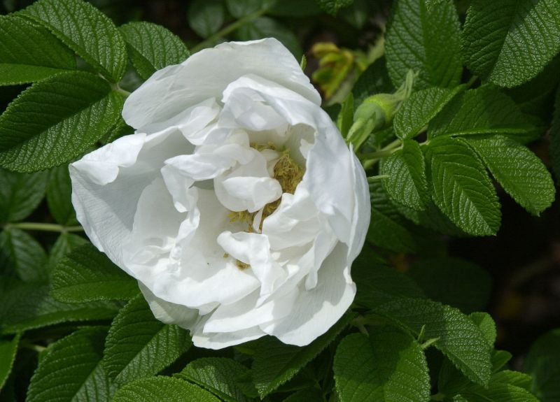 Bodendeckende Rose 'Schnee-Eule' ® - Rosa rugosa 'Schnee-Eule' ® BDR