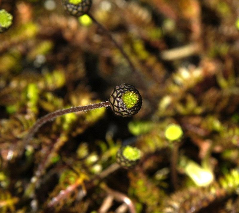 Brauner Fiederteppich - Cotula squalida