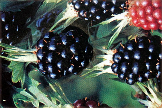Brombeere 'Chester Thornless' - Rubus fruticosus 'Chester Thornless' CAC