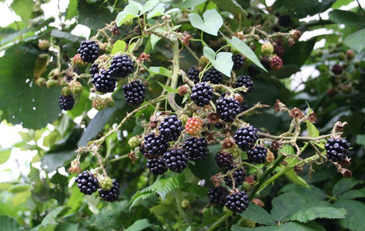 Brombeere 'Navaho' ® - Rubus fruticosus 'Navaho' ® CAC