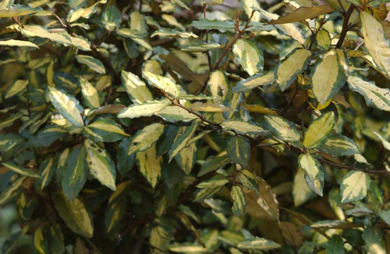 Buntlaubige Ölweide - Elaeagnus pungens 'Maculata'