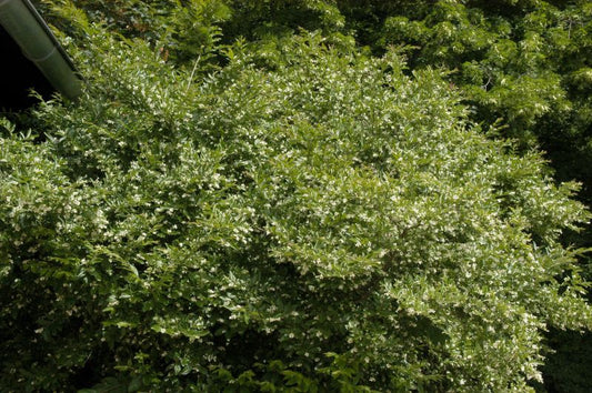 Buschiger Liguster - Ligustrum obtusifolium regelianum